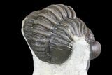 Detailed Gerastos Trilobite Fossil - Morocco #145765-5